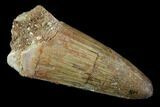 Fossil Crocodile (Elosuchus) Tooth - Kem Kem Beds, Morocco #94205-1